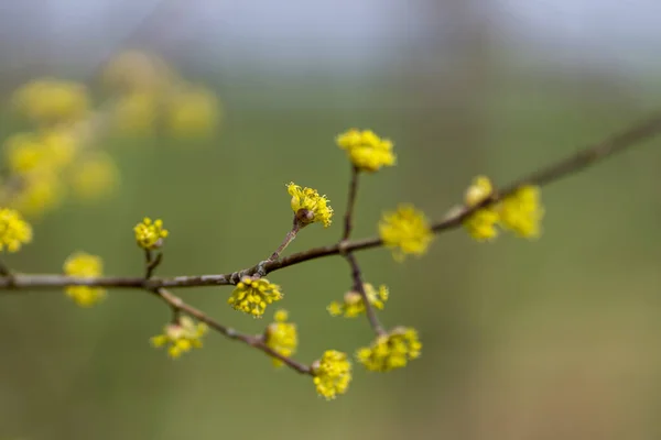 Selective Focus Shot Group Yellow Flowers Blossoming Long Branch Stock Image