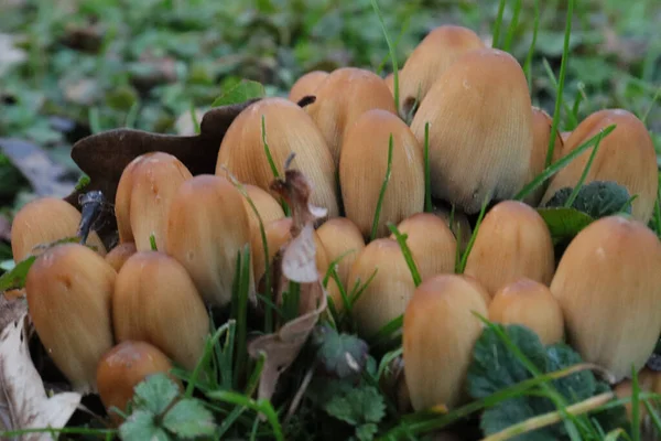Coprinellus Micaceus图库照片 免版税coprinellus Micaceus图片 Depositphotos