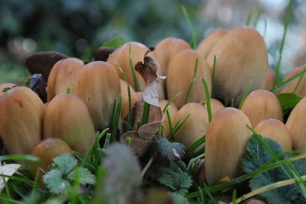 Coprinellus Micaceus图库照片 免版税coprinellus Micaceus图片 Depositphotos