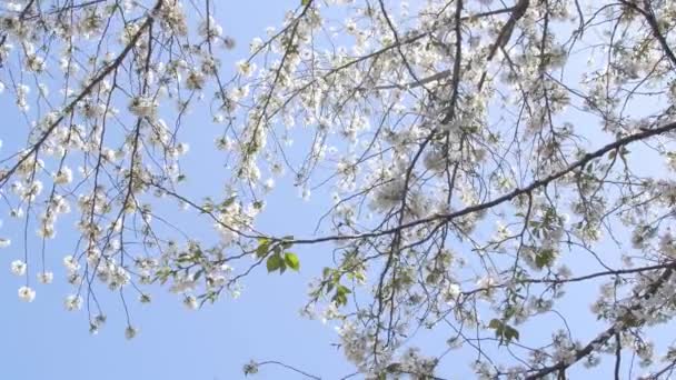 Hermoso Plano Botánico Fondo Pantalla Natural — Vídeos de Stock