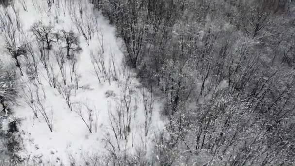 有积雪覆盖的树木的抽象背景 — 图库视频影像