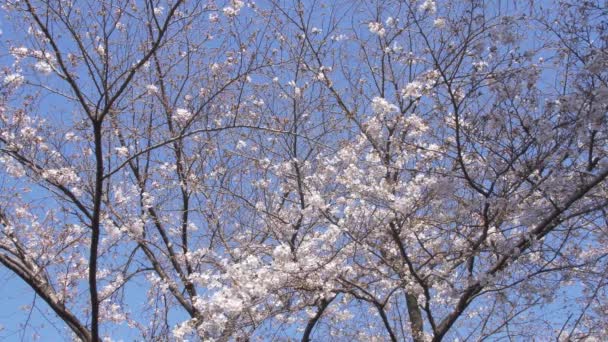 Beautiful Spring Flowers Garden — Stock Video