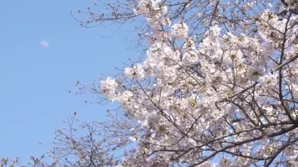 Hermosas Flores Primavera Jardín — Vídeos de Stock