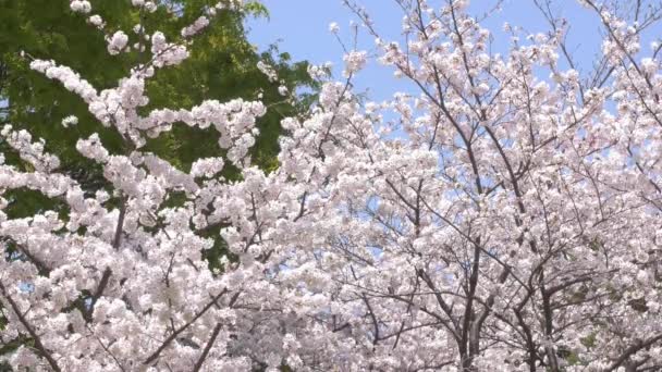 Belles Fleurs Printanières Dans Jardin — Video