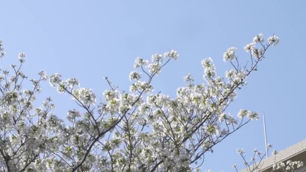 Hermosas Flores Jardín — Vídeos de Stock