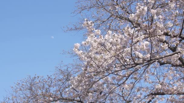 Beautiful Spring Flowers Tree — Stock Video