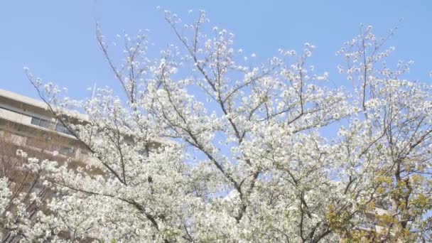 Belles Fleurs Printanières Dans Jardin — Video