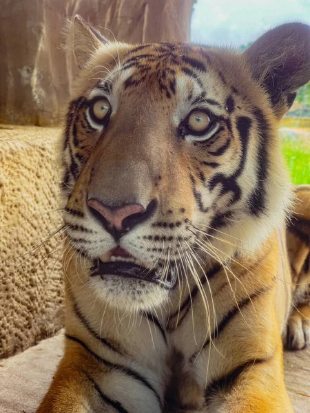 Colpo Verticale Una Tigre Allo Zoo — Foto Stock