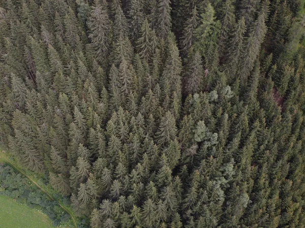 Αεροφωτογραφία Του Πράσινου Δάσους — Φωτογραφία Αρχείου