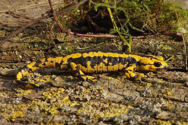 A bright yellow Tendi fire salamander (Salamandra bernardezi) crawling on the wooden surface