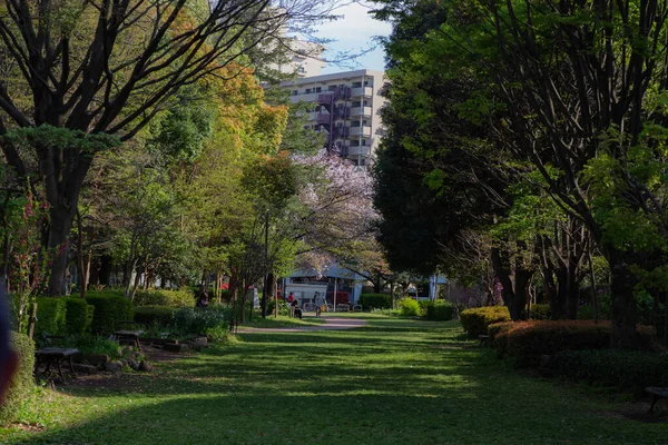 公園内の並木道が大都市へと続く — ストック写真