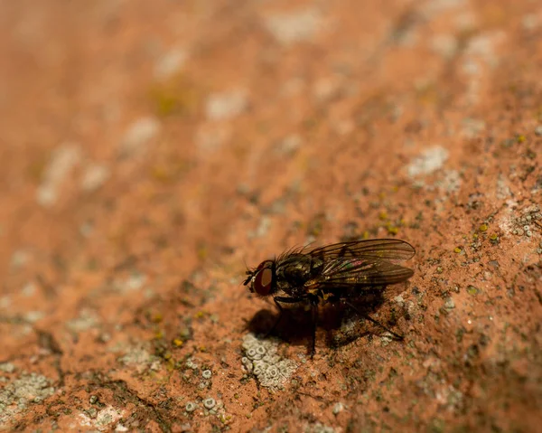 Une Macro Une Mouche Sur Sol Orange — Photo