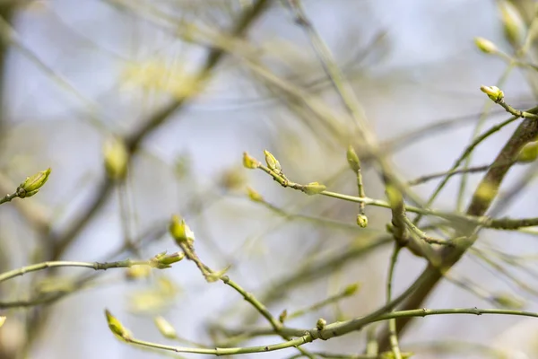 Närbild Några Gröna Kvistar Trädgrenar Med Blommande Gröna Växter Dem — Stockfoto