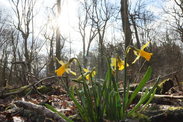 Een Groep Gele Narcissen Groeit Het Park Vol Met Droge — Stockfoto