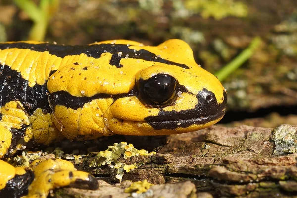 Uma Foto Salamandra Cor Amarela Salamandra Bernardezi Fundo Natural — Fotografia de Stock