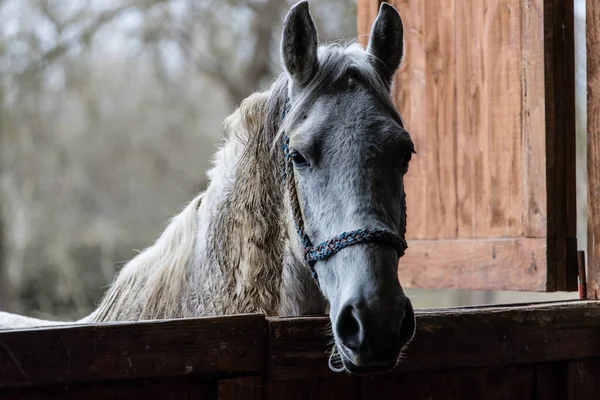 Shallow Focus White Horse Looking Stall — Stock Photo, Image