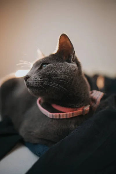 Egy Függőleges Felvétel Egy Orosz Kék Macskáról Otthon — Stock Fotó