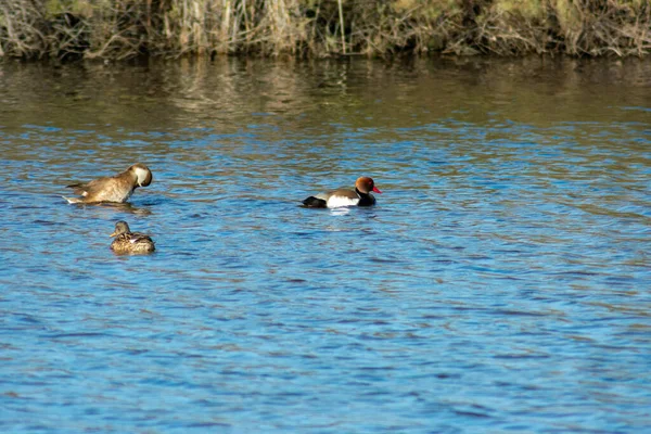 Jezero Vodními Ptáky Slunečného Dne — Stock fotografie