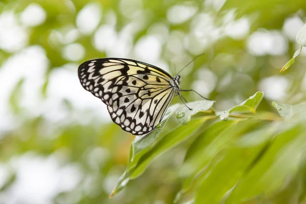 一只黑白相间的蝴蝶在绿叶上的特写镜头 背景略带突兀 — 图库照片