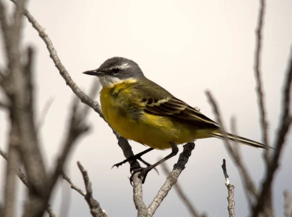 Closeup Shot Yellow Wagtail Branch — Stock Photo, Image