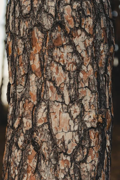 在模糊的背景上的一棵老的 光秃秃的树的垂直照片 — 图库照片