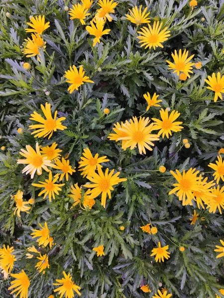 Bahçedeki Sarı Avrupa Çiçeklerinin Dikey Görüntüsü — Stok fotoğraf