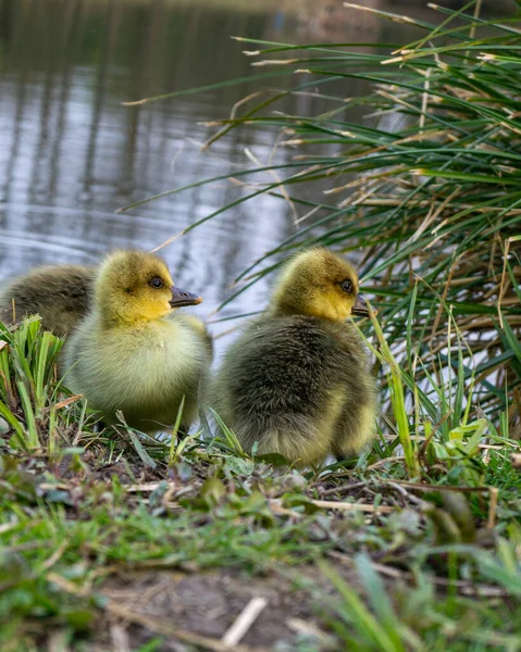 Primer Plano Patos Bebé Orilla Del Río — Foto de Stock