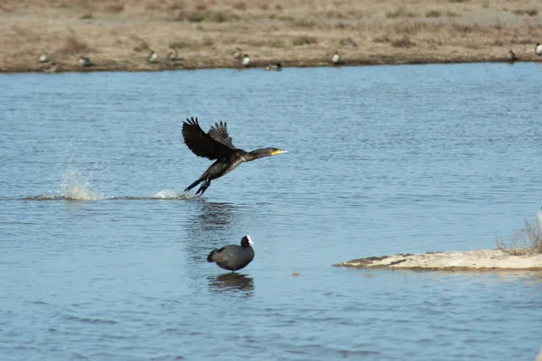 Pájaro Acuático Con Alas Abiertas Aterrizando Lago — Foto de Stock