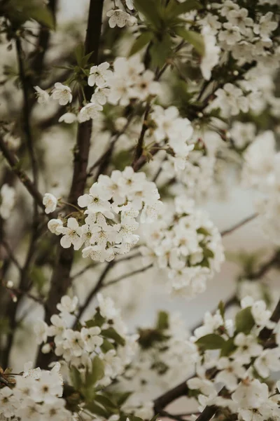 Ein Vertikaler Schuss Weißer Blüten Auf Den Ästen Der Bäume — Stockfoto