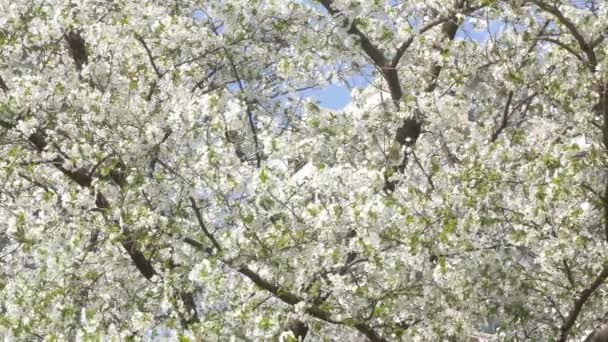 Vackra Vårblommor Trädgården — Stockvideo