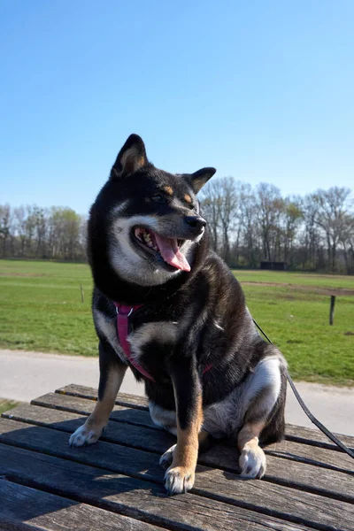 屋外で遊んでいる犬のクローズアップショット — ストック写真