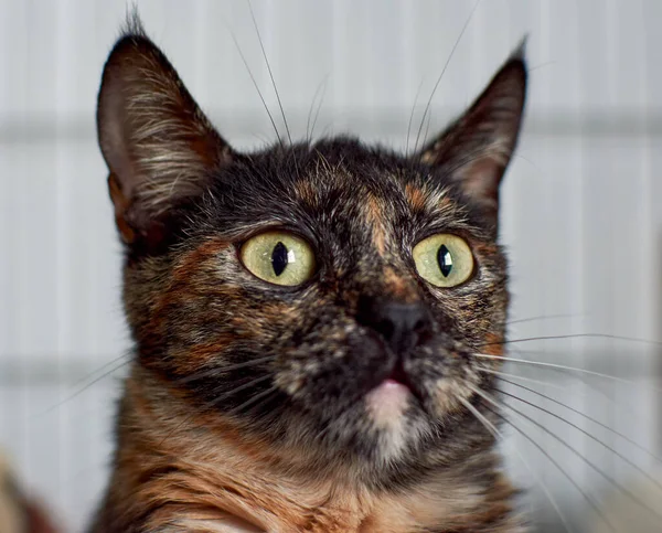 Close Gato Fofo Bonito Olhando Com Seus Olhos Verdes — Fotografia de Stock