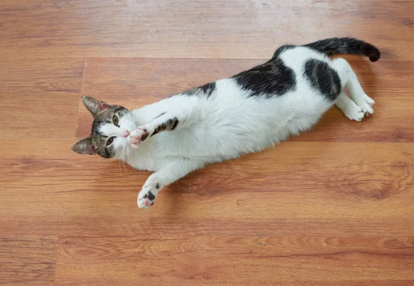 Eine Nahaufnahme Einer Niedlichen Flauschigen Katze Die Auf Dem Boden — Stockfoto