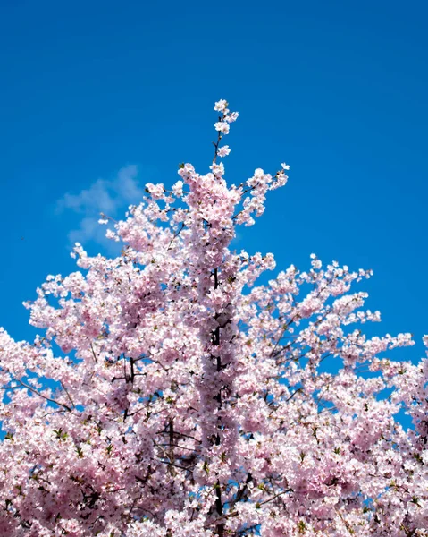 Magnifique Cerisier Fleurs Sous Ciel Bleu — Photo