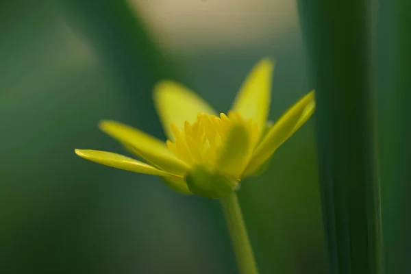 Makro Záběr Žluté Méně Celandinové Květiny Obklopené Zelení — Stock fotografie