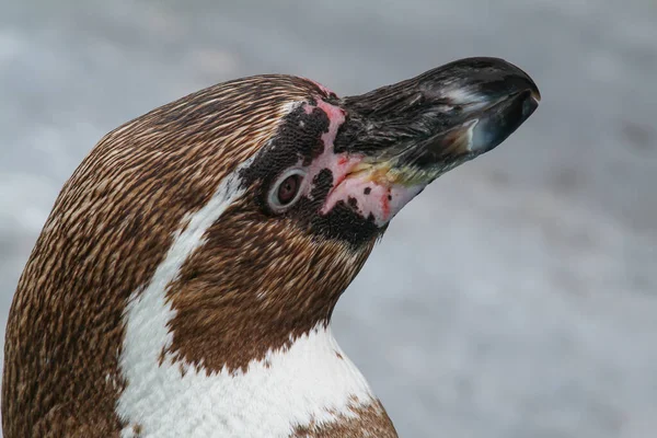 Retrato Pinguim Humboldt Fundo Cinza — Fotografia de Stock