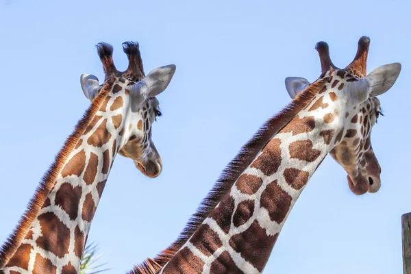 Deux Jolies Girafes Zoo Sous Ciel Bleu Clair — Photo