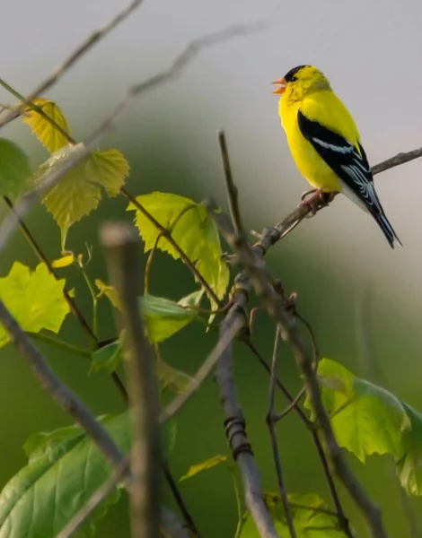 Een Prachtige Gele Warbler Vogel Neergestreken Een Boomtak — Stockfoto