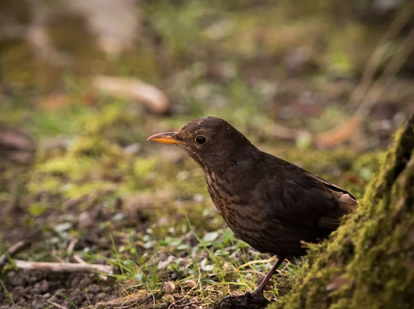 Close Lindo Melro Turdus Merula Por Tronco Árvore Parque — Fotografia de Stock