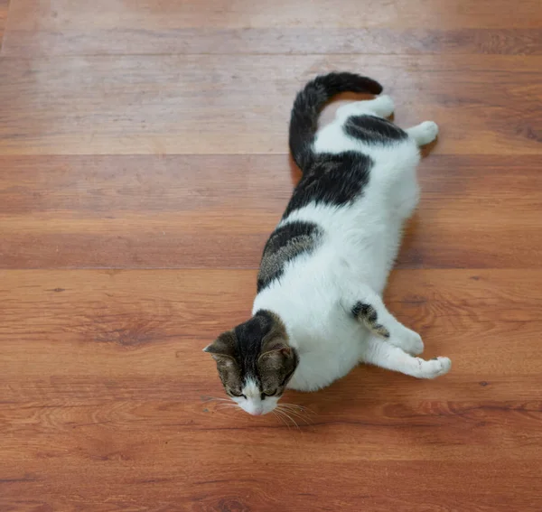Μια Κοντινή Φωτογραφία Μιας Χαριτωμένης Χνουδωτής Γάτας Ξαπλωμένης Στο Πάτωμα — Φωτογραφία Αρχείου