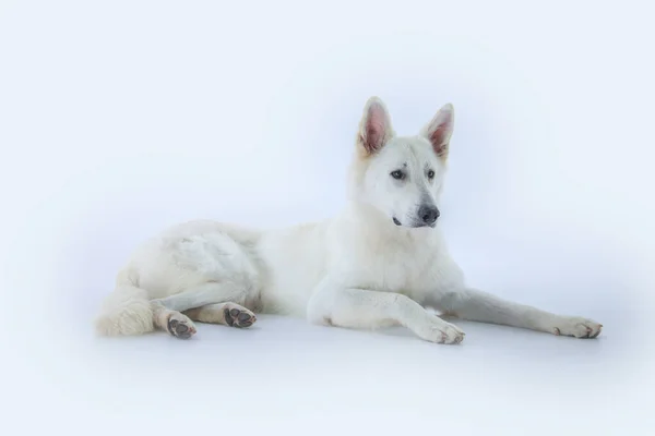 Primer Plano Adorable Perro Blanco Estudio — Foto de Stock