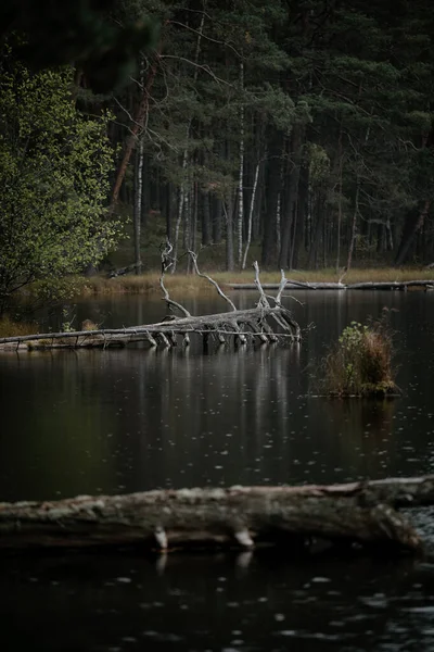 Plan Vertical Lac Dans Forêt — Photo