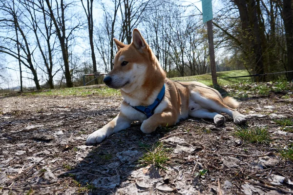 Gros Plan Chien Jouant Extérieur — Photo