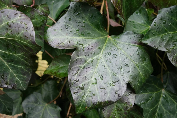 绿色植物叶子上的水滴特写镜头 — 图库照片