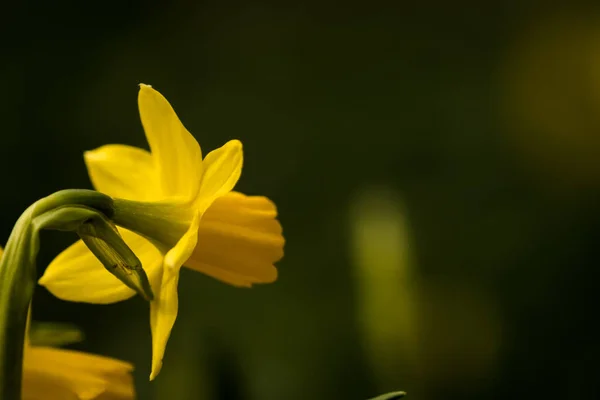 Primer Plano Hermoso Narciso Salvaje Amarillo Sobre Fondo Verde Borroso —  Fotos de Stock