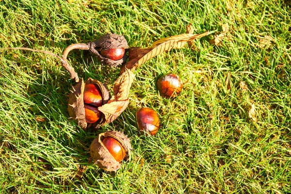 Geopend Paardenkastanje Aesculus Schelp Grond Groen Gras — Stockfoto