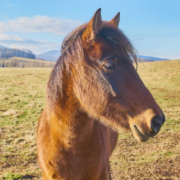 Close Horse Pasture Sunny Day — Stock Photo, Image