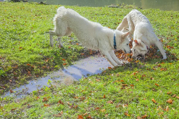 Söt Vit Hund Som Leker Park — Stockfoto