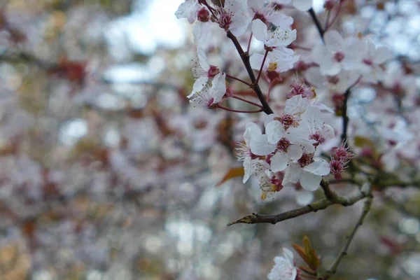 Tiro Foco Seletivo Belas Flores Cereja Brancas Uma Árvore — Fotografia de Stock