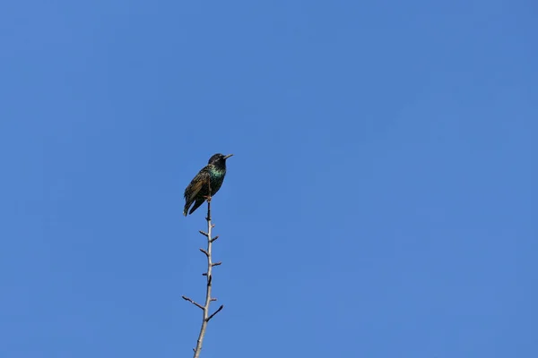 Nahaufnahme Eines Vogels Der Auf Der Spitze Des Baumes Unter — Stockfoto